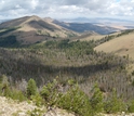 view of dried and green trees mixed in a forest